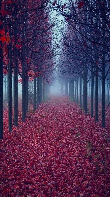 Red forrest ❤