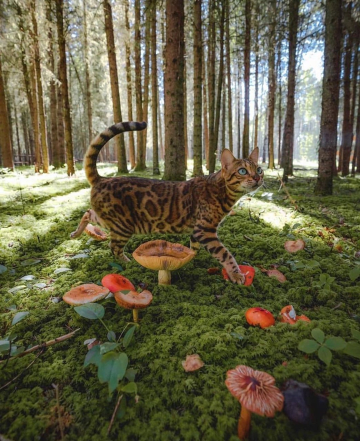 Amur leopard