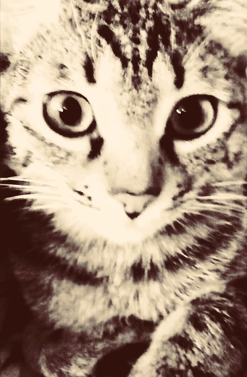 My nice cat
