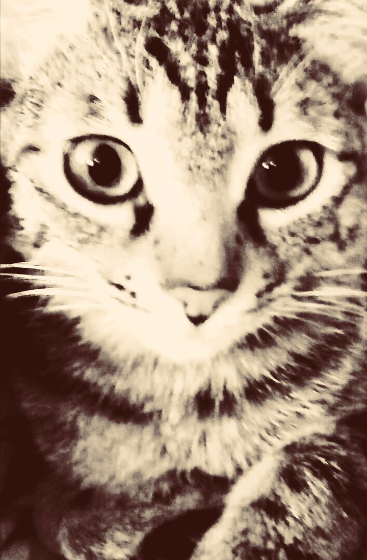 My nice cat