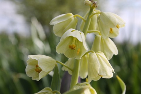 hình nền flower, pedicel