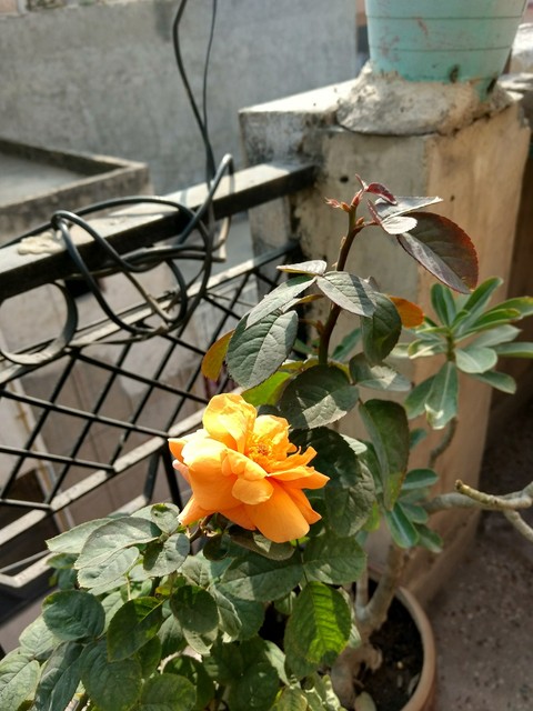 A Yellow glittering