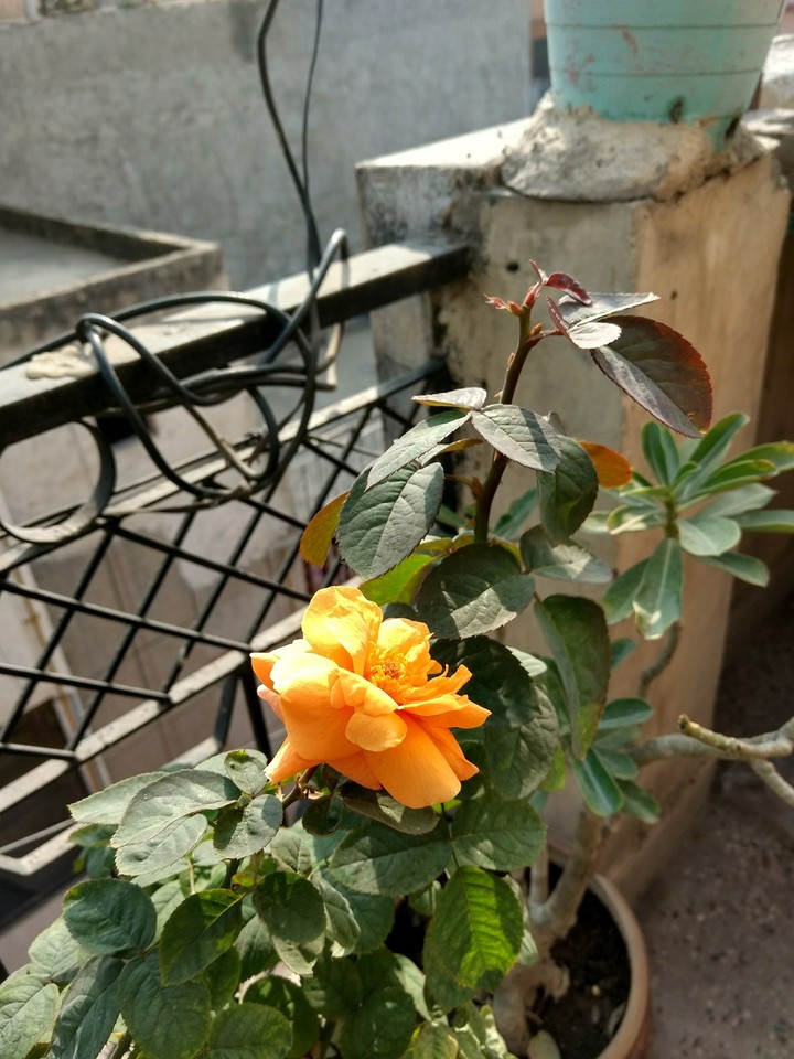 A Yellow glittering
