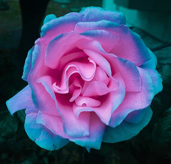 rose