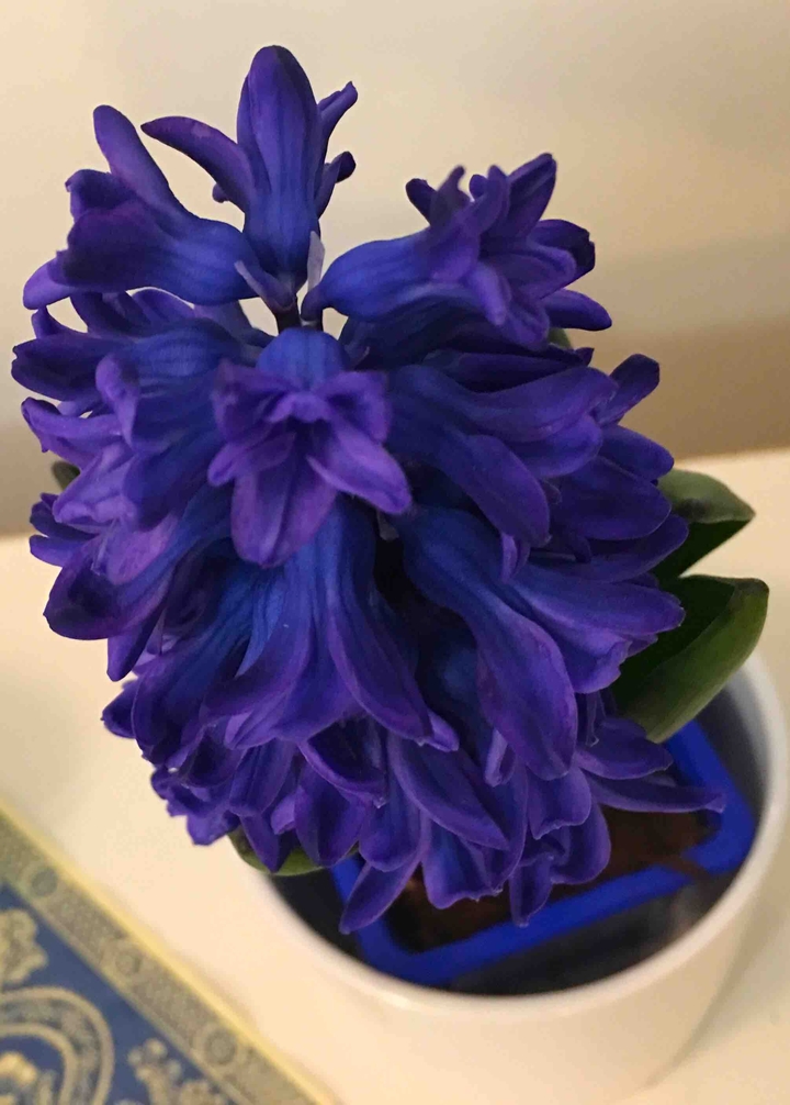 Persian flower