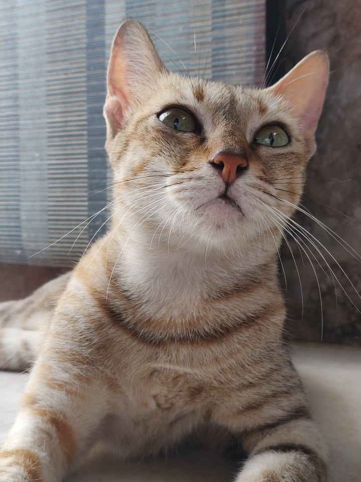 Enters the Cat :P
