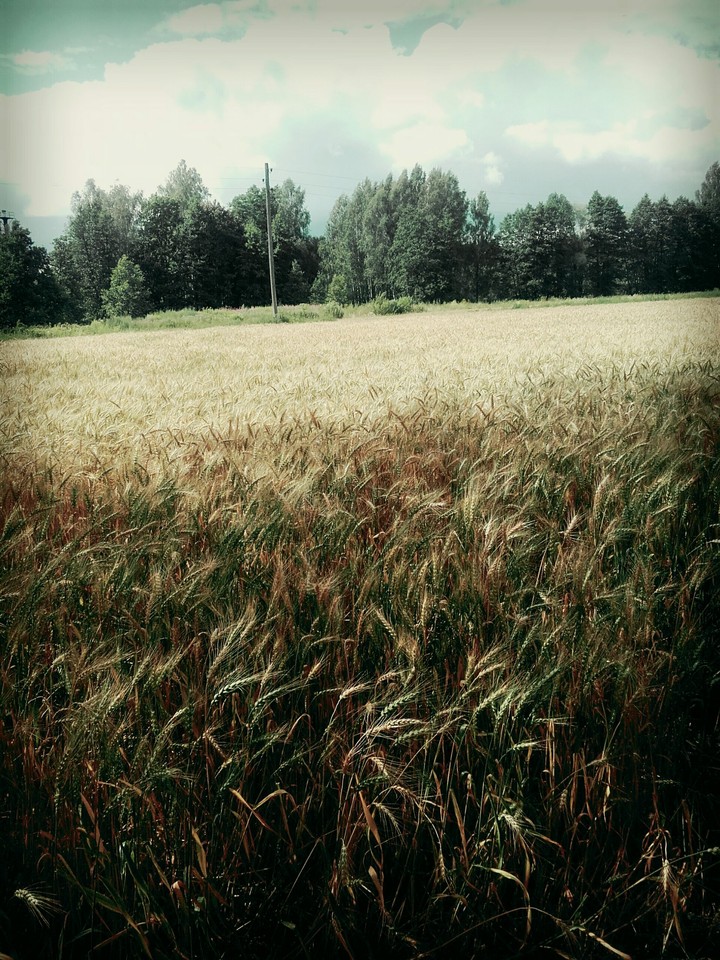 farm