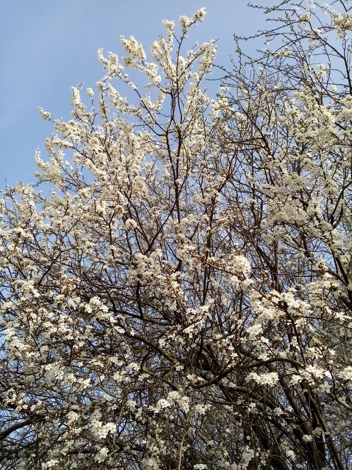 L'arbre aux mille fleurs
