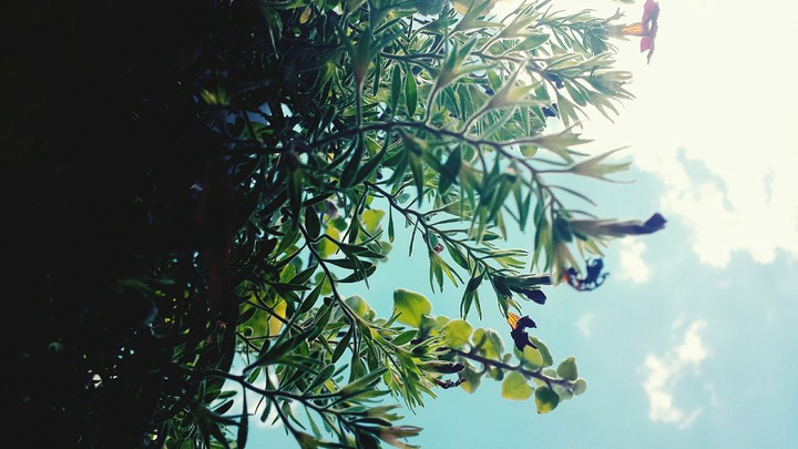 To the Sky