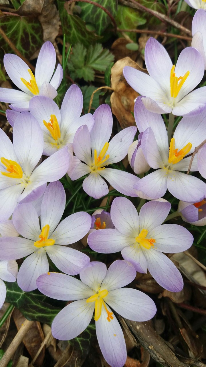 spring