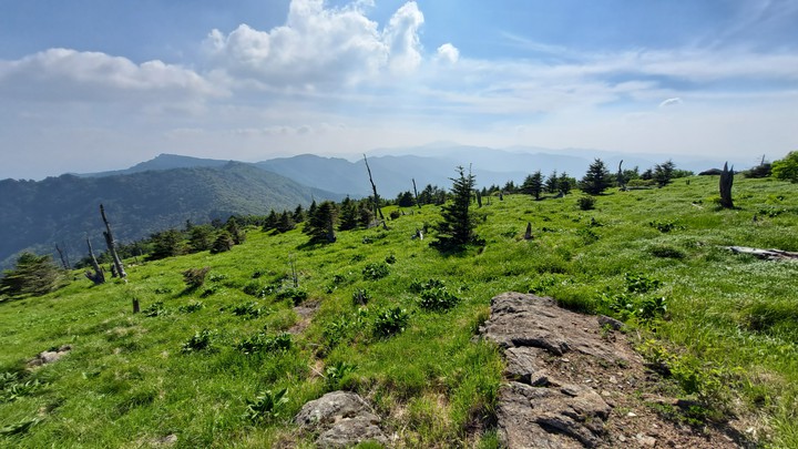 지리산 고사목