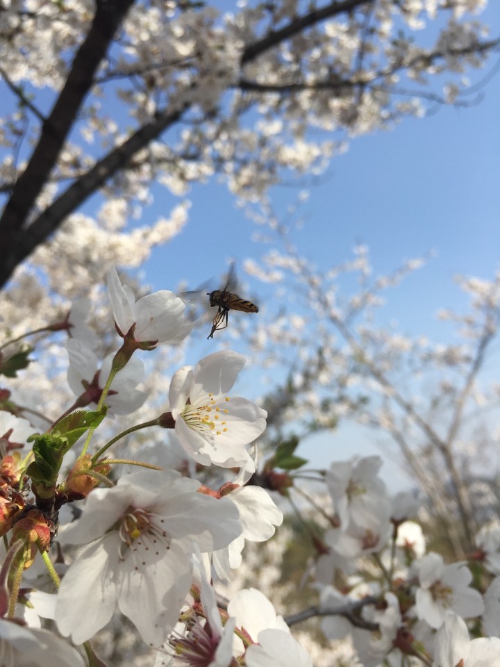 spring