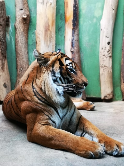 fondos de pantalla roar, Carnivore