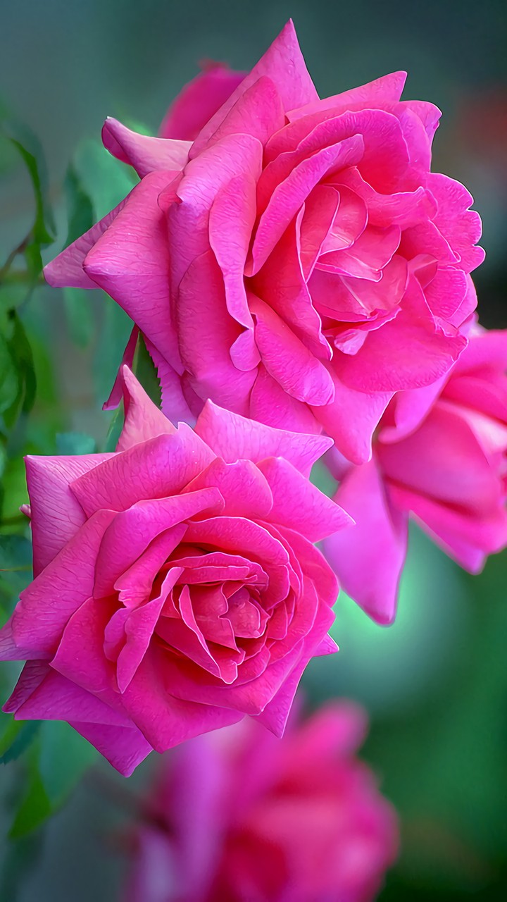 Pink Rose