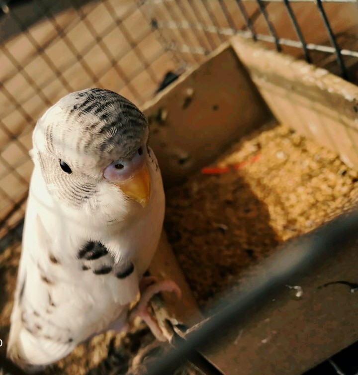 #Bird