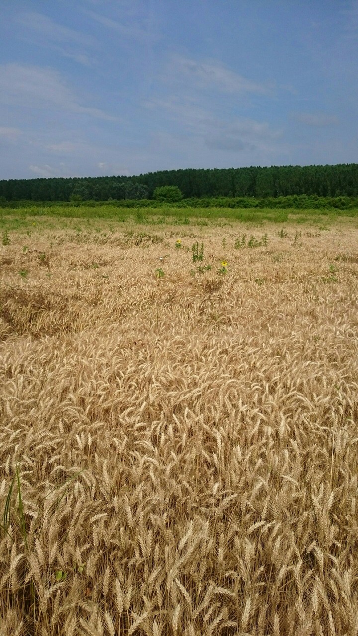 gold under the blue and some green in the middle 2
