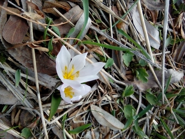 spring