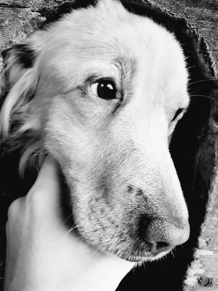 Marley
