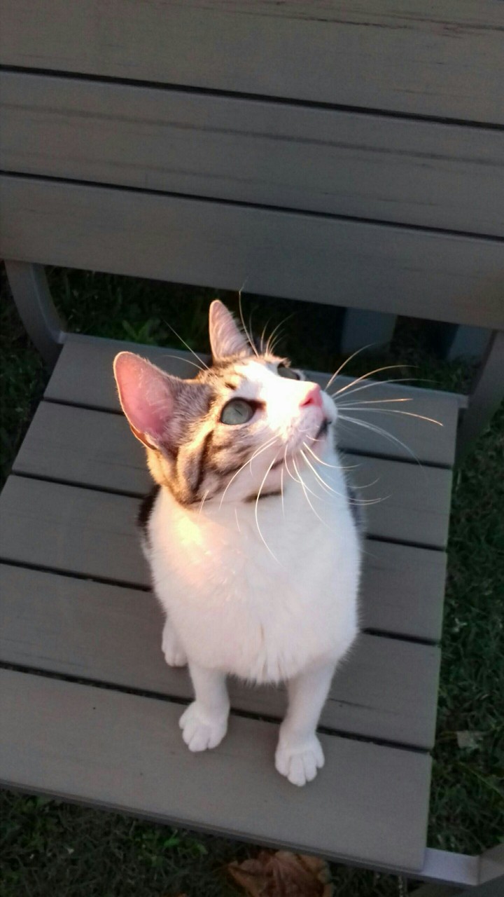 Chat Merguez