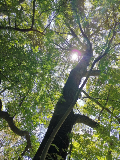 tree