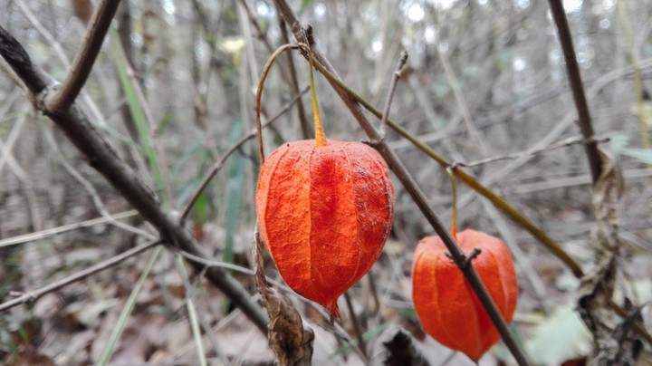 just like pumpkins