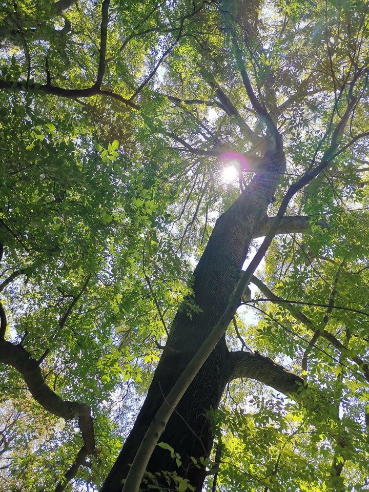 tree