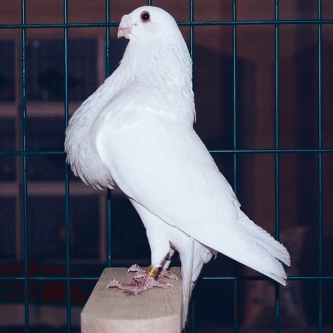 pigeons with