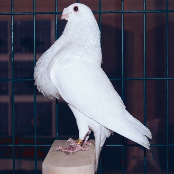 pigeons with