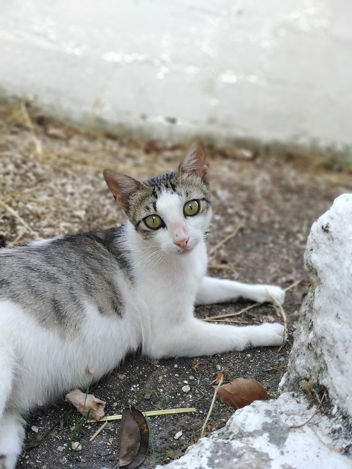 Cat with little kittens
