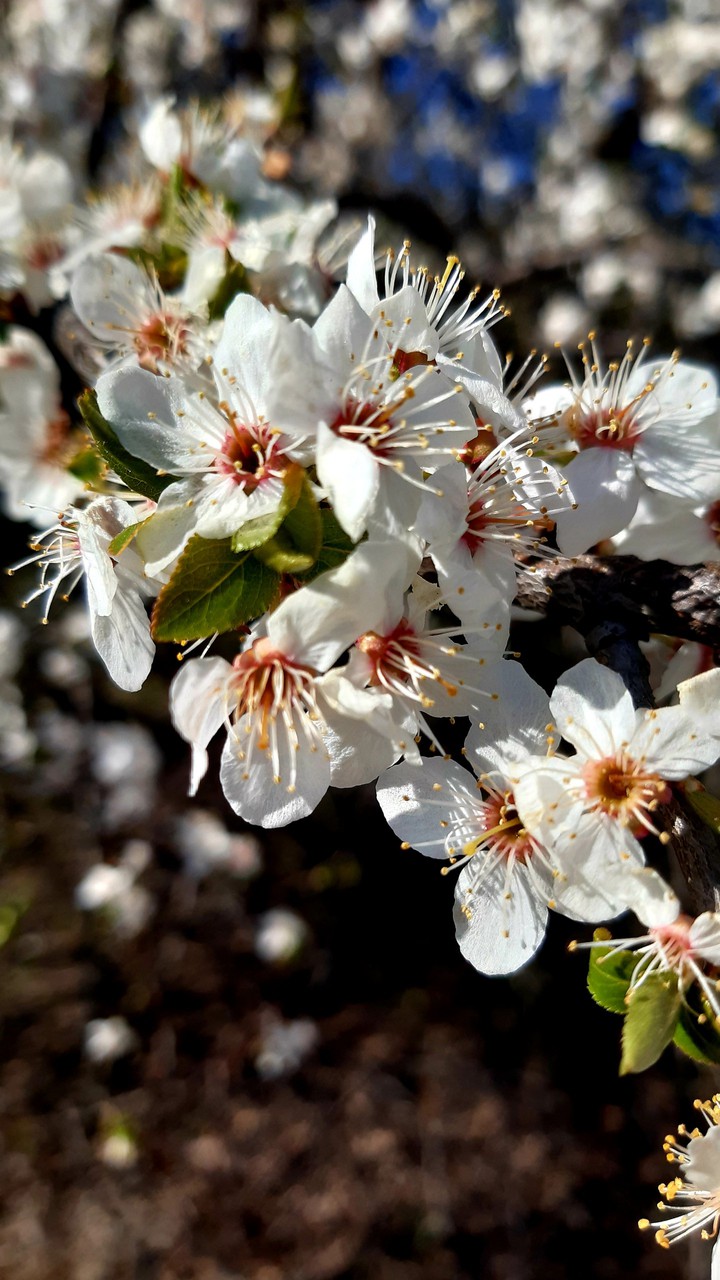 flowers