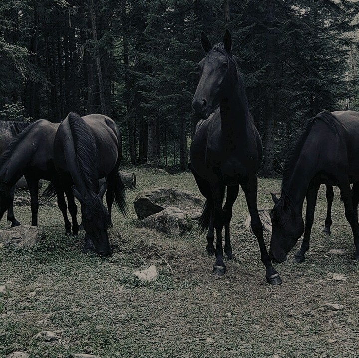 Horse