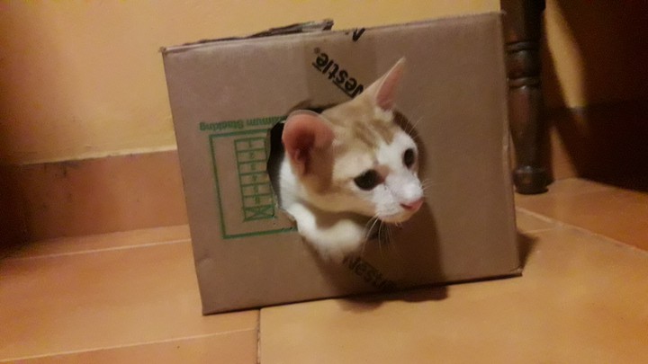 kitty
