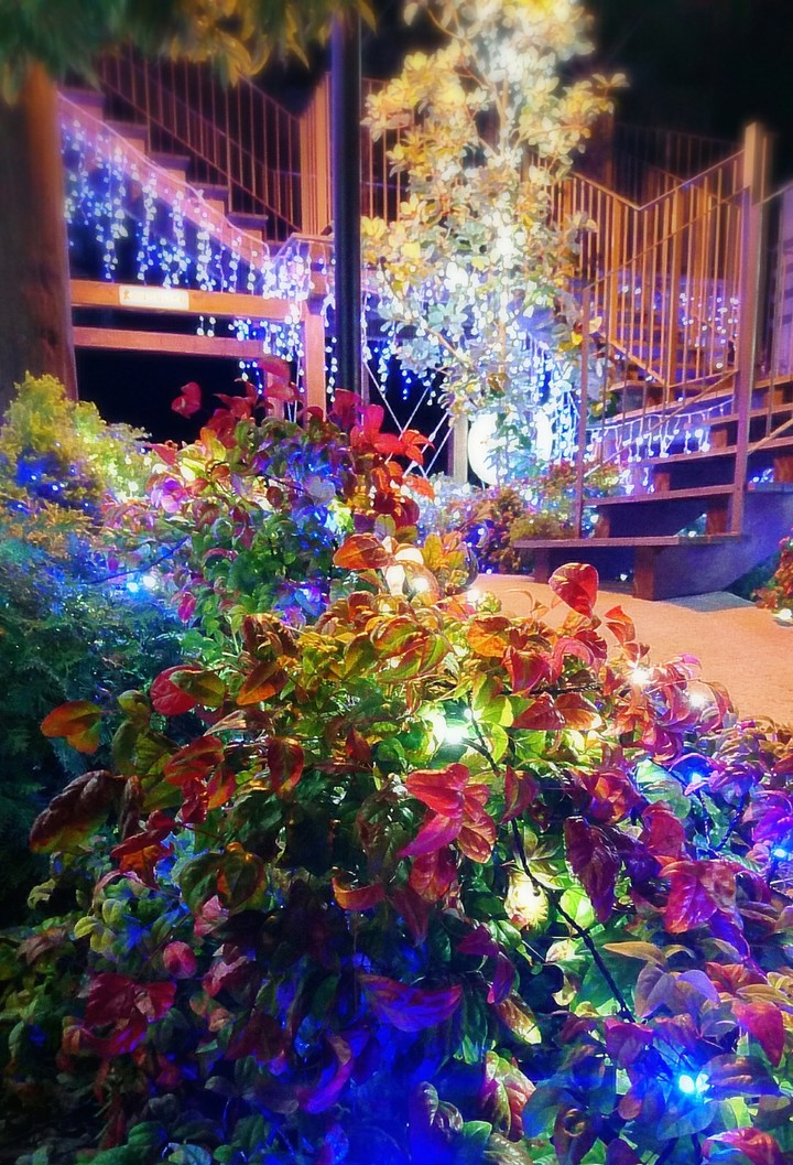 winter/冬