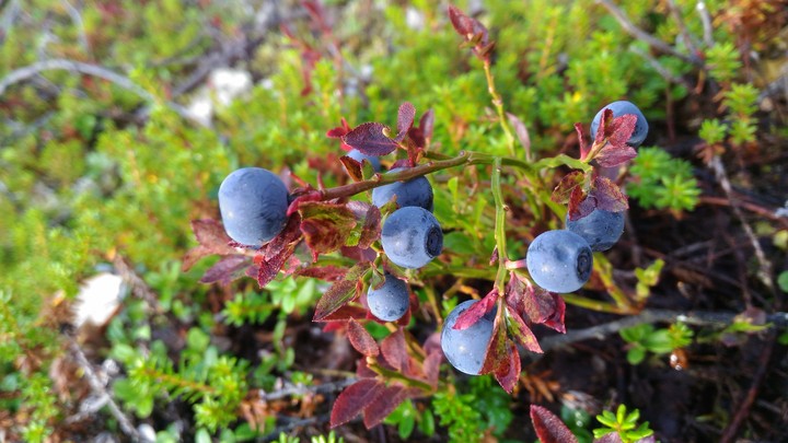 blueberry