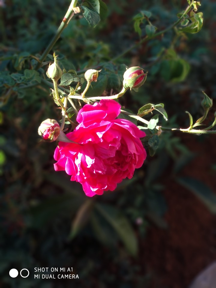 i love the flower