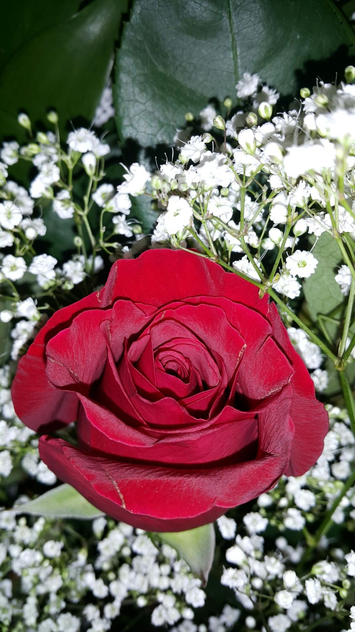 flovr