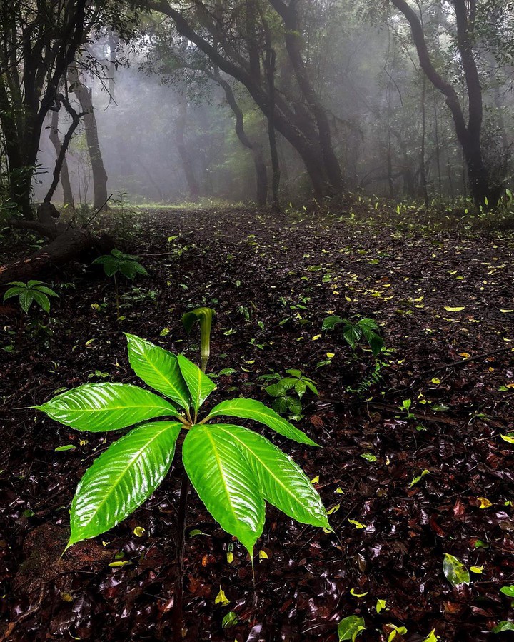 jungle & wildlife