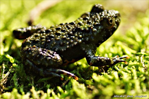 eleutherodactylus, frog Hintergrundbilder