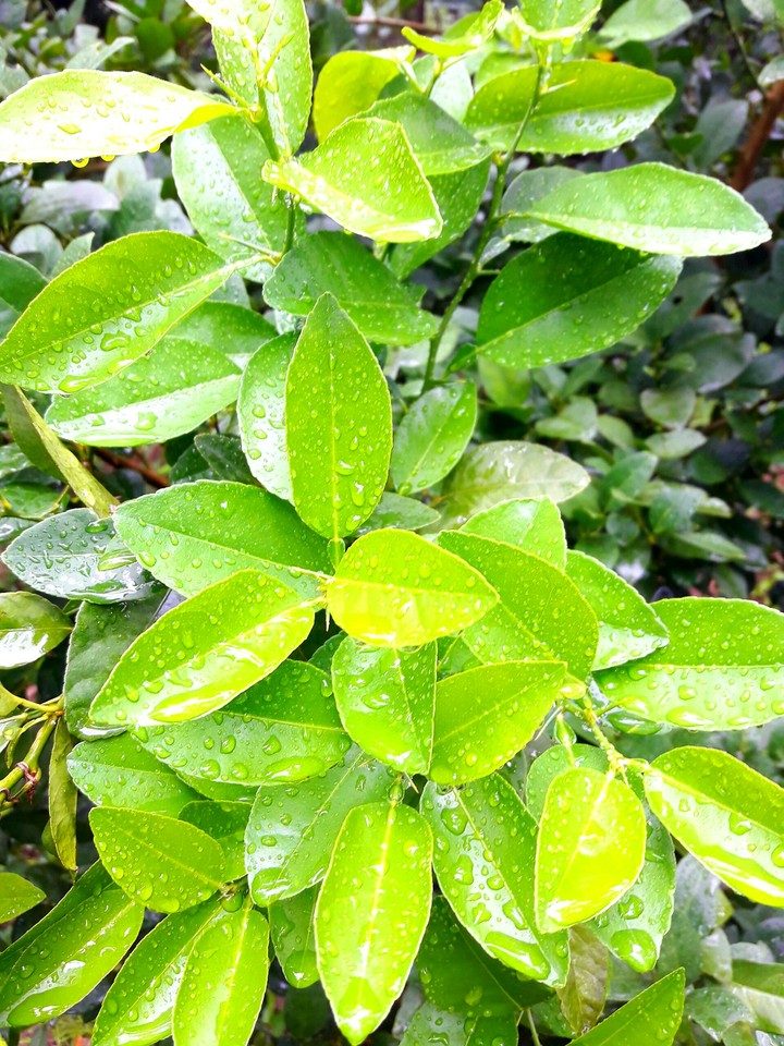 leaves