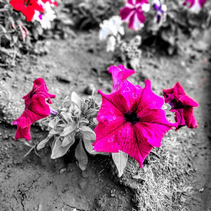 flower