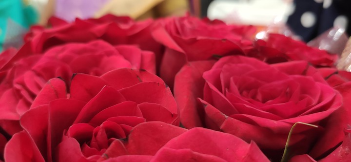 rose wallpaper for PC