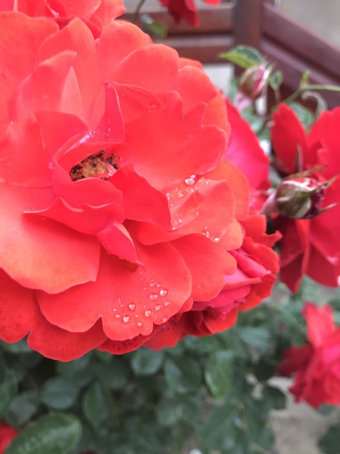 drop