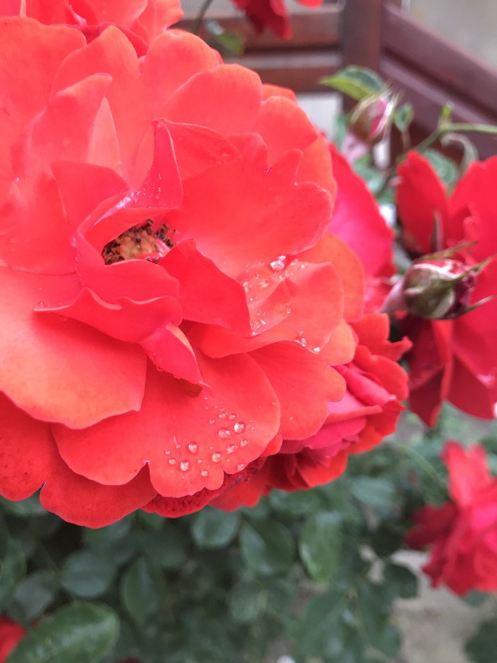 drop
