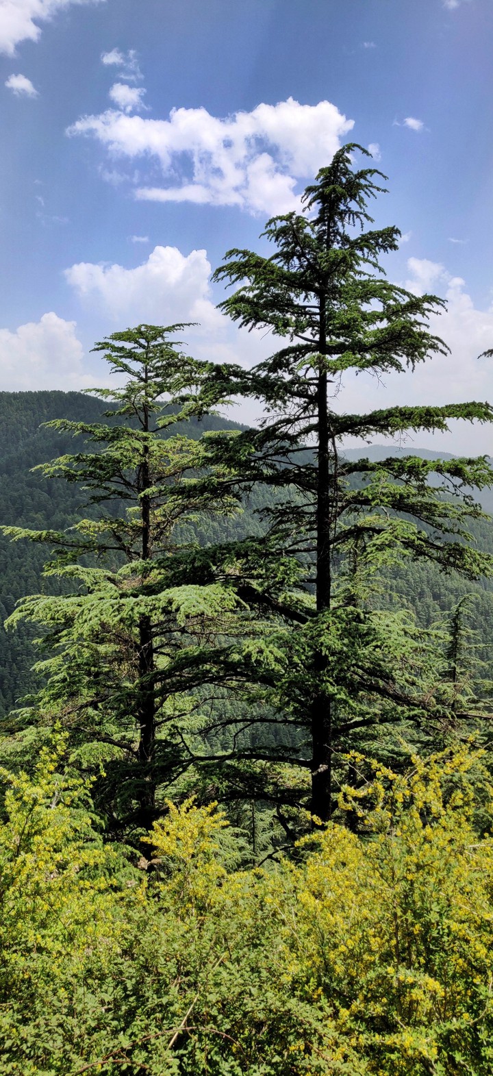 shimla