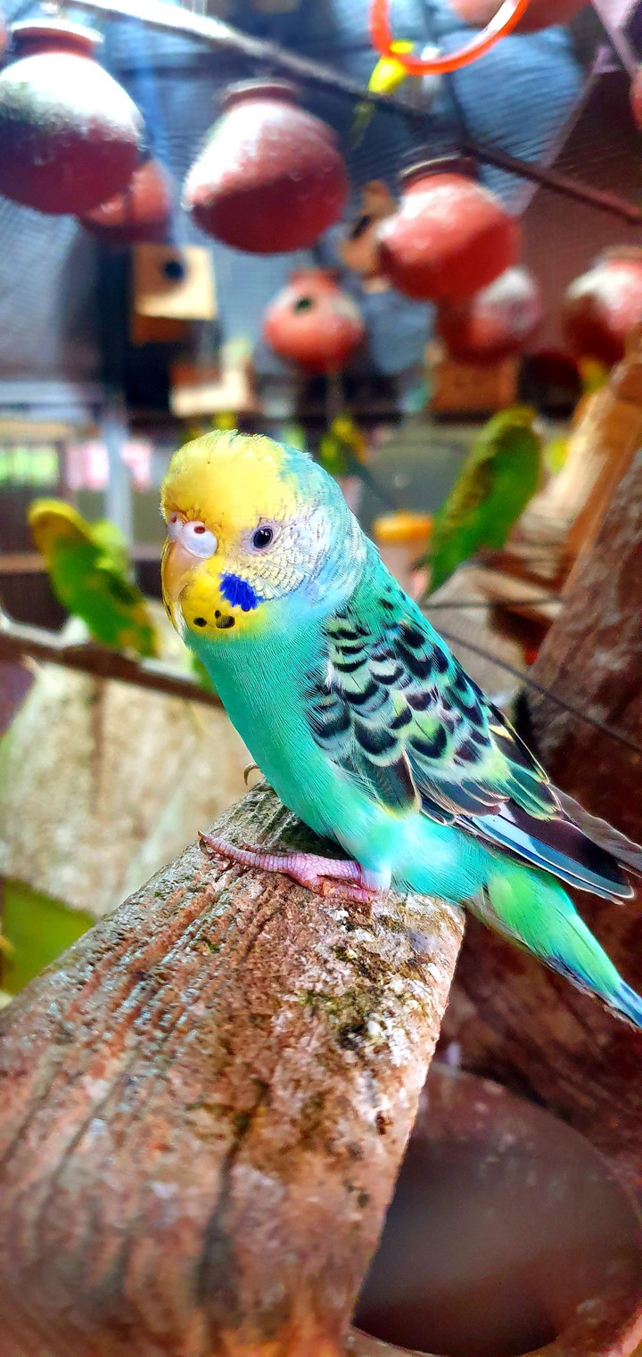Bird