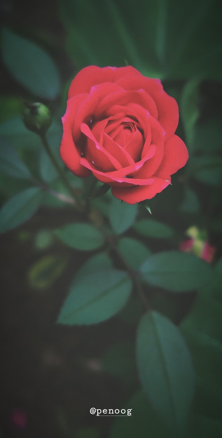 Beautiful Rose