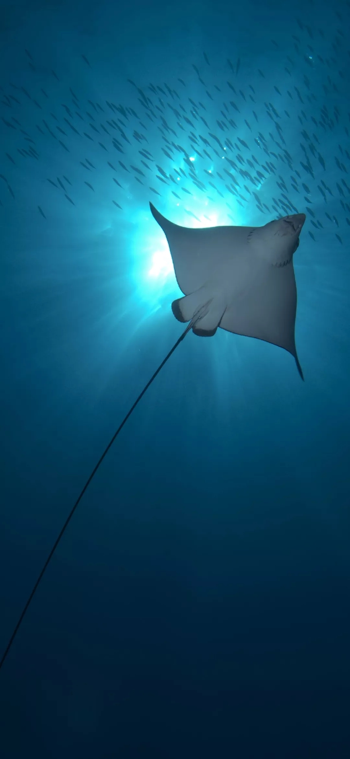 sea