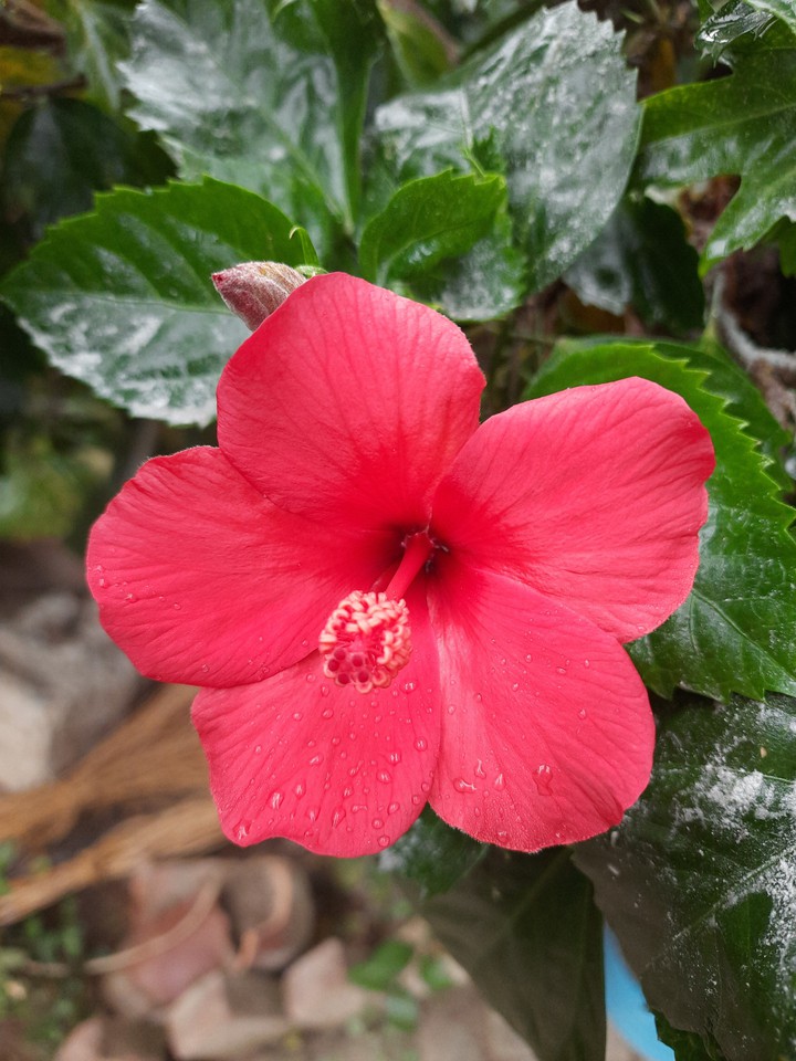 Hibiscus Flower