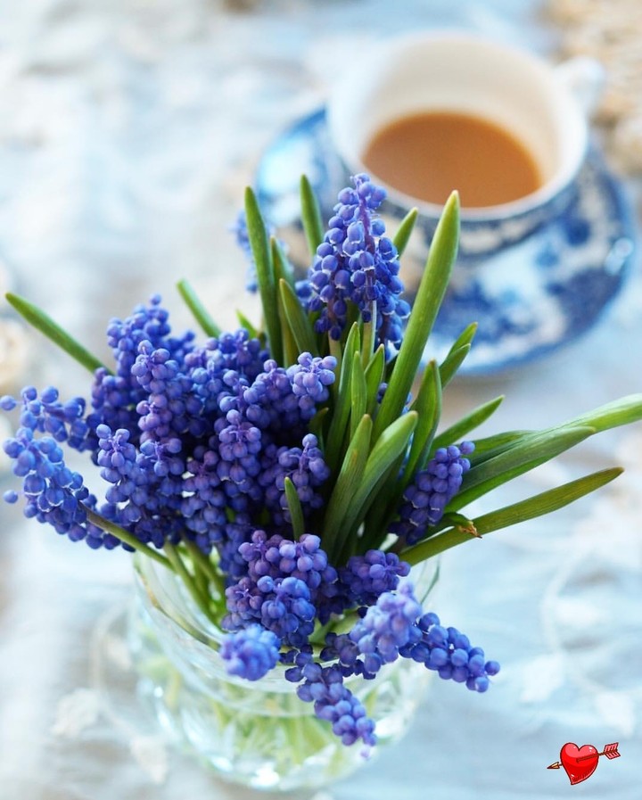 muscari