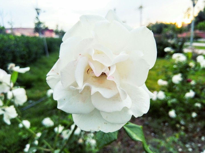 Rose